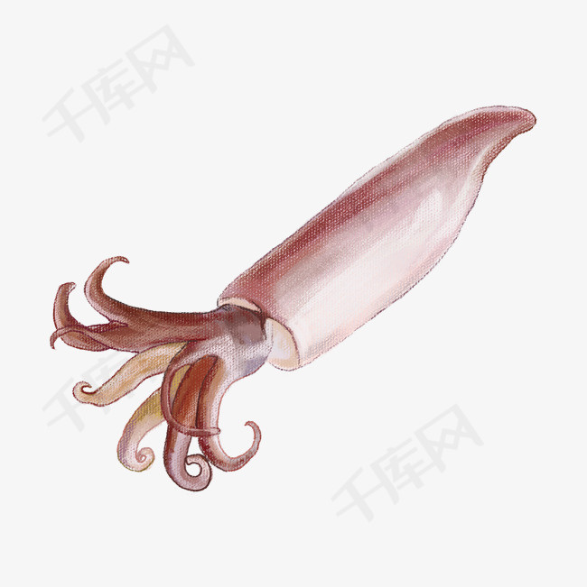 手绘新鲜海鲜鱿鱼插画