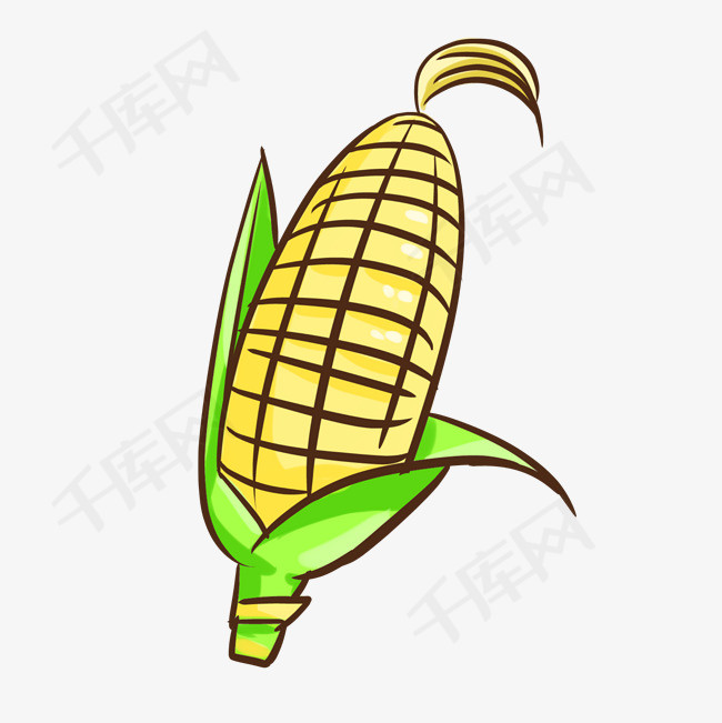 秋季农作物玉米苞米插画