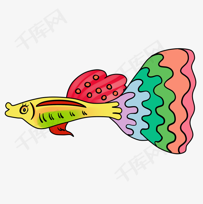 鱼类孔雀鱼彩色可爱