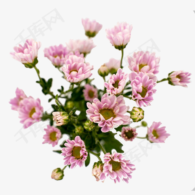小雏菊菊花粉色鲜花实物拍摄