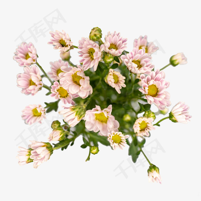 雏菊粉色一簇鲜花实物拍摄