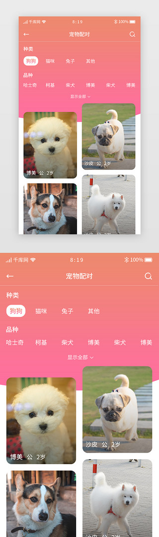 猫咪桌面UI设计素材_红色渐变卡片宠物APP宠物交友