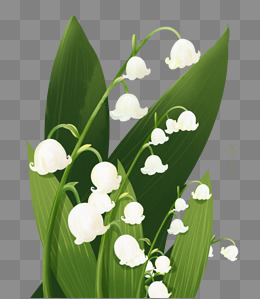 花卉植物主题之铃兰主题插画