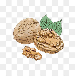养生物品手绘核桃