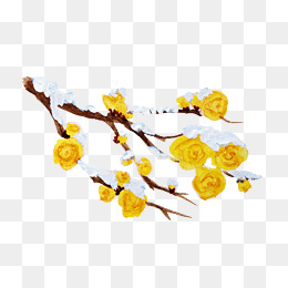 中国风手绘白梅花枝