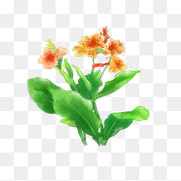 手绘植物花卉虞美人