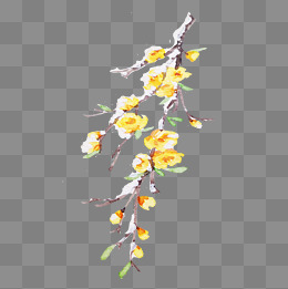 冬季腊梅卡通插画