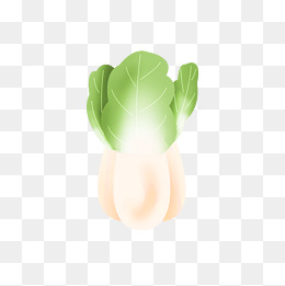 卡通手绘插画装饰蔬菜大白菜