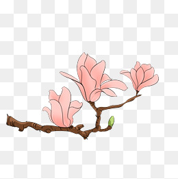 手绘立春玉兰花插画
