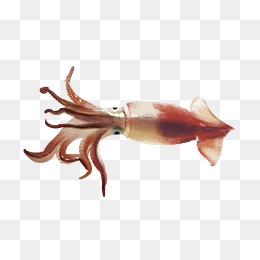 海鲜鱿鱼手绘插画