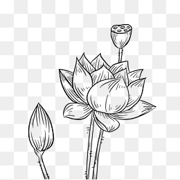 手绘荷花鲜花插画