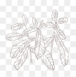 花叶苦菜线描插画