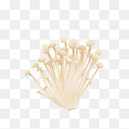 金针菇插画手绘食物