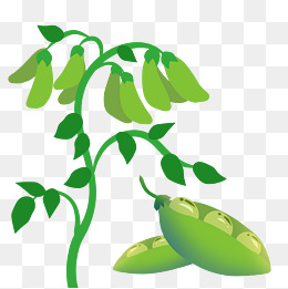 手绘蔬菜豆角插画