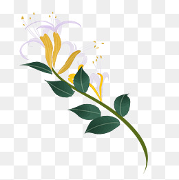 中药金银花实物插图免抠