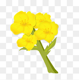 油菜花的卡通插画