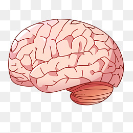 人体器官脑子