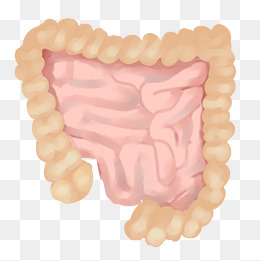 人体器官肠子