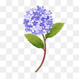 蓝色绣球花插画