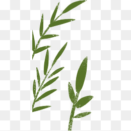 柳叶绿色春季植物