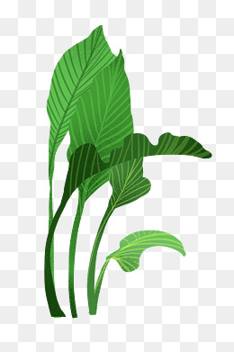 热带植物卡通绿植