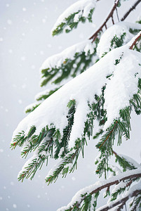 冬日积雪松树树枝摄影图片7