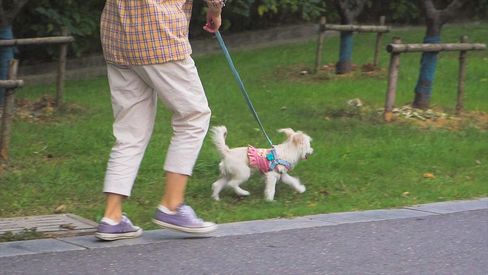 实拍人文生活公园遛狗实拍素材