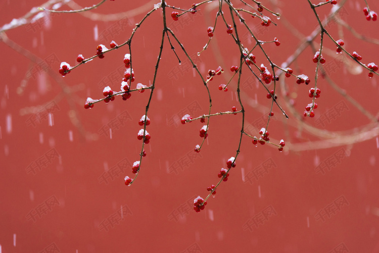 下雪的故宫雪景红墙白雪红果摄影图摄影作品2019-12-18发布,千库摄影