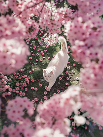 樱花树下白色的猫摄影图