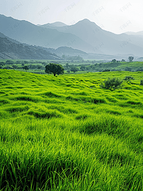 拉贾斯坦邦由草组成的巨大山脉