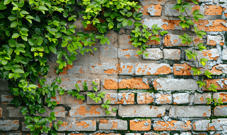 砖墙背景上特写和作物藤蔓