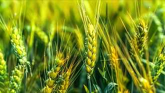 4K春天小满小麦绿色的麦穗AI视频素材