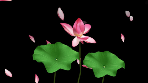 荷花恶搞模板视频，荷花恶搞模板视频大全