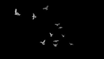 免费素材库视频素材最火 true