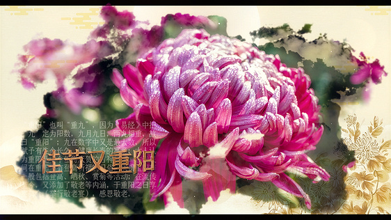 水墨中国风重阳节图文视频ae模板