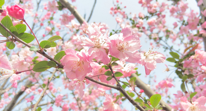 樱花实拍