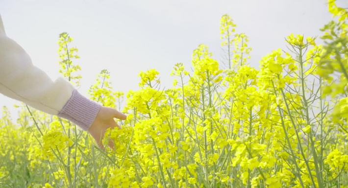 油菜花