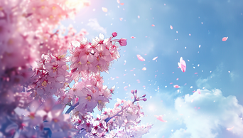 春天樱花盛开花瓣飞舞实拍视频素材