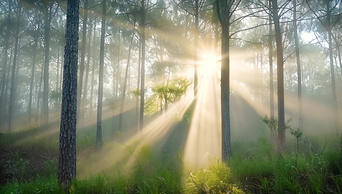 阳光透过森林丁达尔效应自然风景AI视频素材