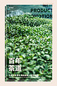 酒饮促销茶叶绿色写实海报