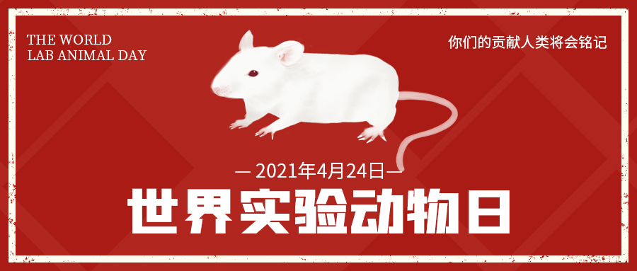 世界实验动物日	小白鼠红色大字简洁公众号首图图片