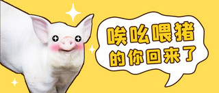 猪猪包卡通海报模板_恶搞猪表情包恶搞猪表情包黄色卡通公众号首图
