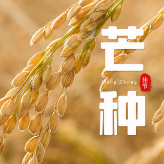 芒种稻子麦子黄色摄影大字公众号次图