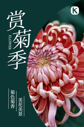 赏菊花海报模板_赏菊菊花深绿色简约手机海报