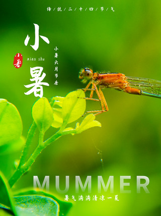小暑蜻蜓绿色小清新小红书