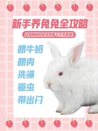 新手养兔兔新手攻略粉色可爱贴纸小红书封面