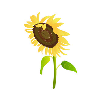 手绘向日葵元素之小清新黄色太阳花