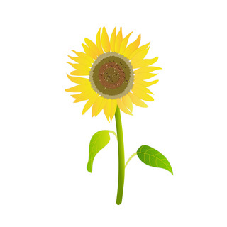 手绘向日葵元素之小清新黄色太阳花