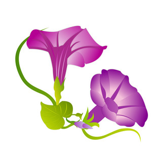 手绘喇叭花元素之紫红色卡通牵牛花