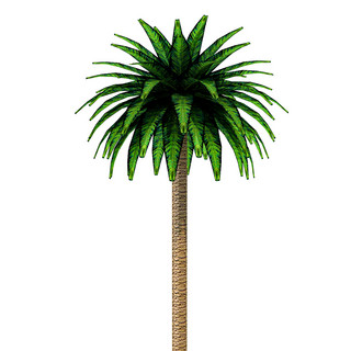 植物棕榈椰子树